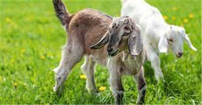 Sheep/ Goat Farming: Govt is Providing up to Rs.8 Lakh Subsidy to